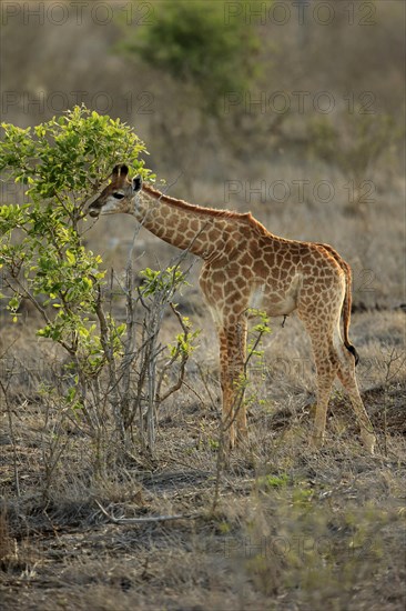 Southern giraffe (Giraffa camelopardalis giraffa)