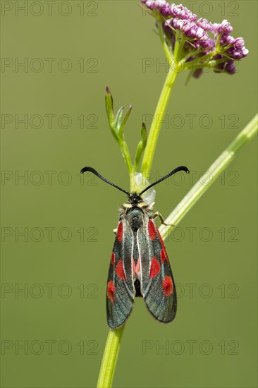 Six-spot burnet (Zygaena filipendulae) sits on Sumpf-Baldrian (Valeriana dioica)