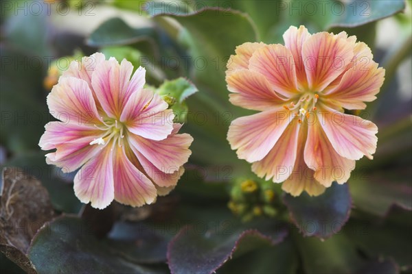 Bitterroot (Lewisia cotyledon)