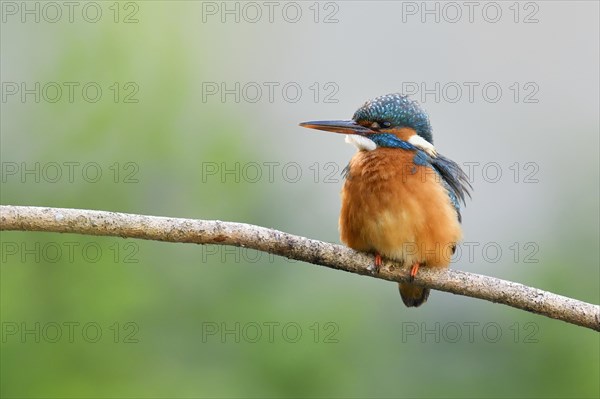 Common kingfisher (Alcedo atthis)