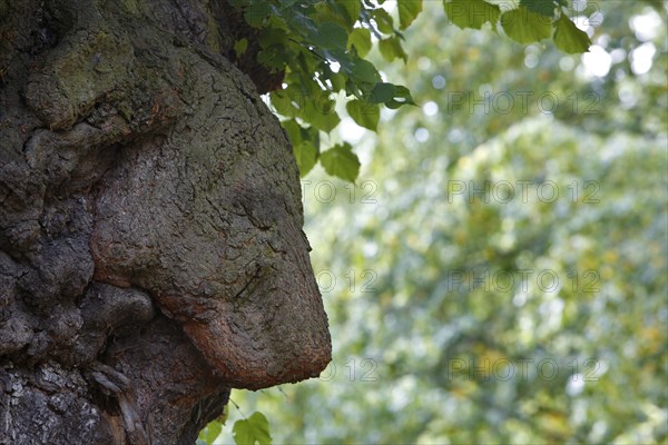 Curious tree attachment to a linden tree