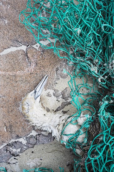 Gannet (Morus bassanus)