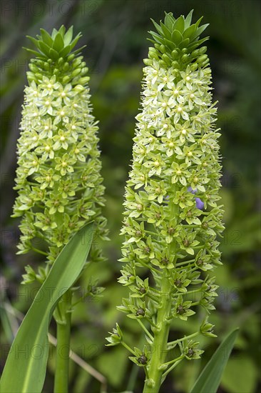 Flowers of Giant pineapple lily (Eucomis pallidiflora)