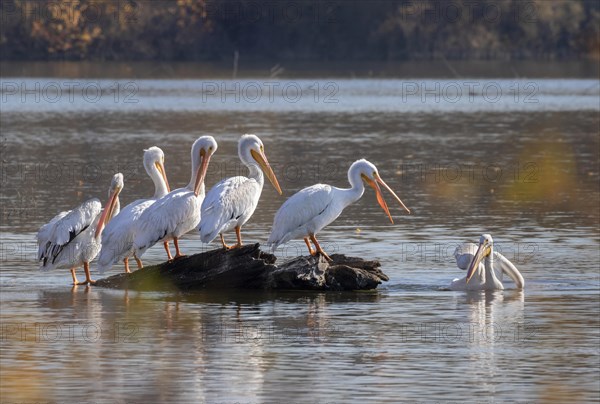 American white pelican (Pelecanus erythrorhynchos)