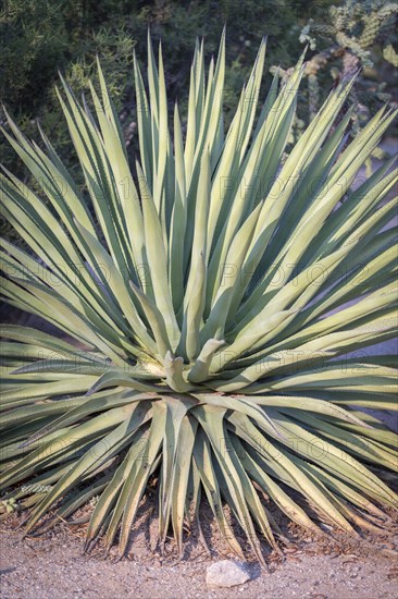 Century plant (Agave americana)