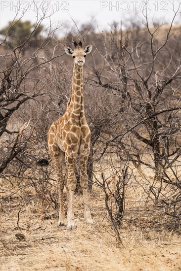 Giraffe (Giraffe Camelopardalis) camouflaged in the bush