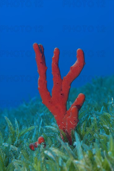 Red toxic finger-sponge (Negombata magnifica) in the sea grass