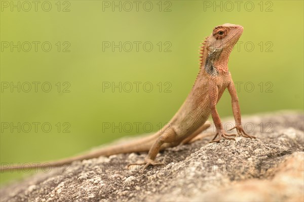 Male Oriental Garden Lizard (calotes versicolor) on rock