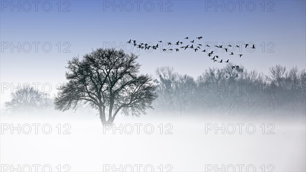 River Elbe Floodplains in winter