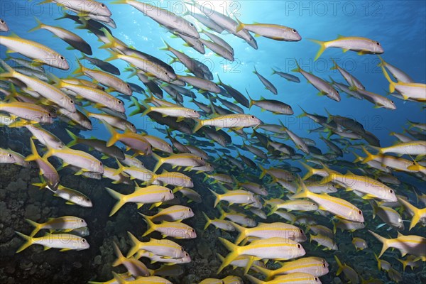 Swarm Yellowfin goatfishes (Mulloidichthys vanicolensis)