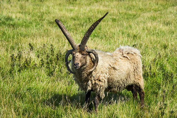 Four-horned Manx Loaghtan sheep (Ovis aries)