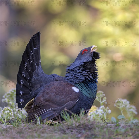 Western capercaillie (Tetrao urogallus)