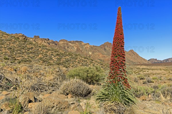 Flowering Echium wildpretii (Echium wildpretii)