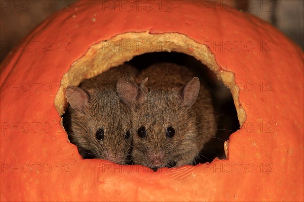 Two House mice (Mus musculus)