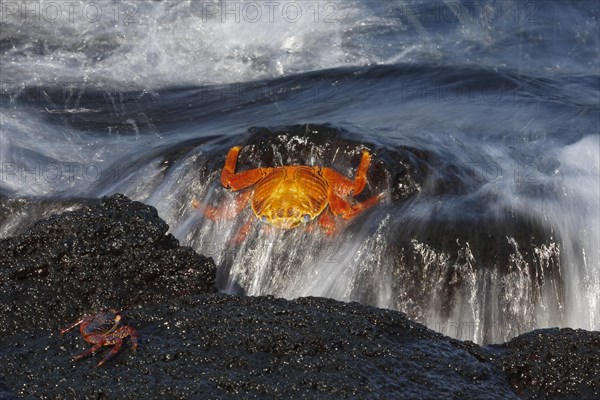 Red rock crab (Grapsus grapsus) on a rock in the surf