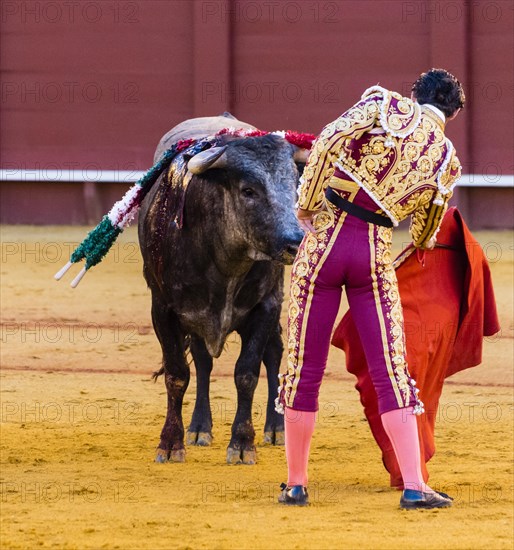 Bull stands in front of Matador