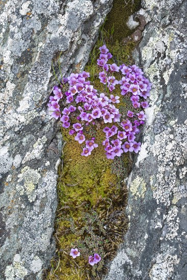 Purple saxifrage (Saxifraga oppositifolia)