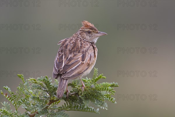 Rufous-naped lark (Mirafra africana)