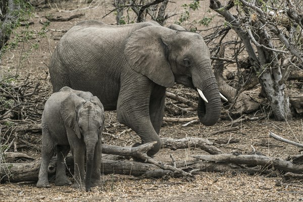 African bush elephants (Loxodonta africana)