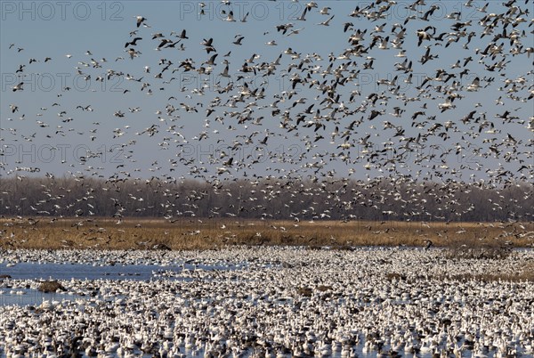 Fall migration of snow geese (Chen caerulescens)