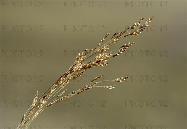 Ear of Williams lovegrass (Eragrostis tef)