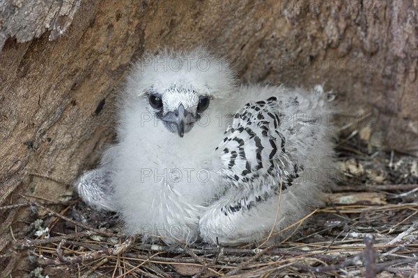 White-tailed tropicbirds (Phaethon lepturus) Chick in nest on Bird Island