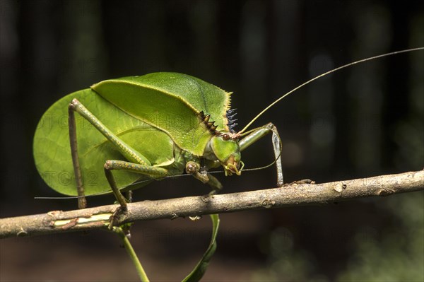 Foliage locust (Tettigoniidae)