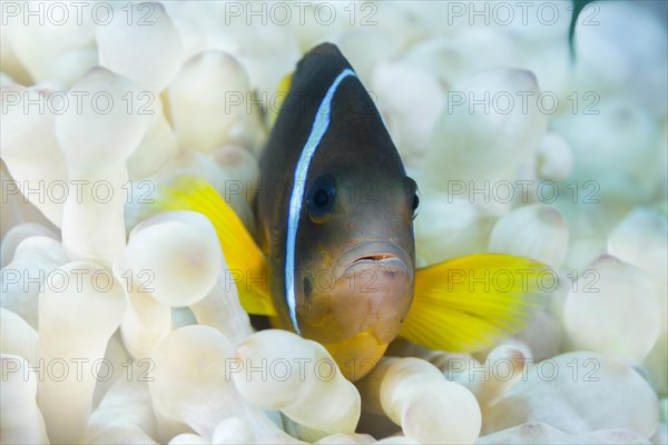 Red Sea Anemonefish (Amphiprion bicinctus) hiding in white (Albinism) Bubble anemone (Entacmaea quadricolor)