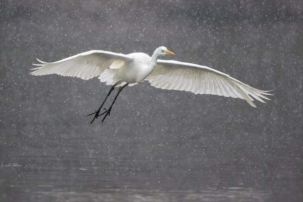 Great egret (Ardea alba)