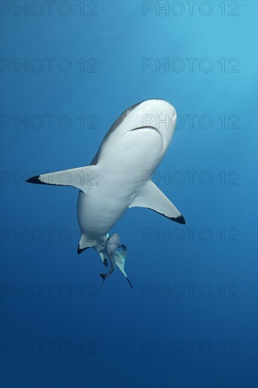 Blacktip reef shark (Carcharhinus melanopterus)