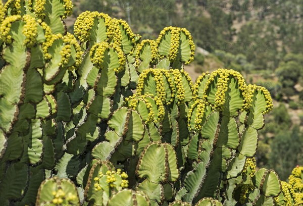 Flowering candelabra tree (Euphorbia candelabrum)