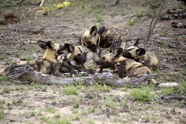 African wild dogs (Lycaon pictus)