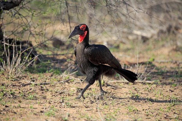 Southern ground hornbill (Bucorvus leadbeateri)