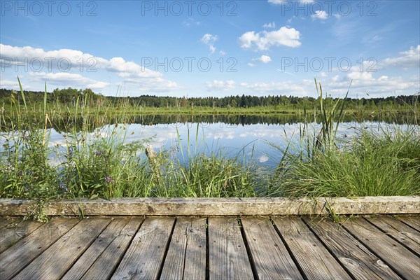 Wooden footbridge in the Regenmoor marshland and Neckar origin Schwenninger Moos