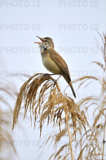 Great reon warbler (Acrocephalus arundinaceus)