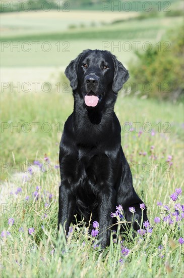 Flat Coated Retriever