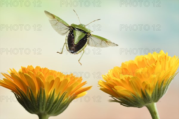 Green shield bug (Palomena prasina)