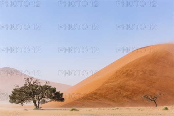 Camelthorn tree (Acacia erioloba) in front of Sand Dune