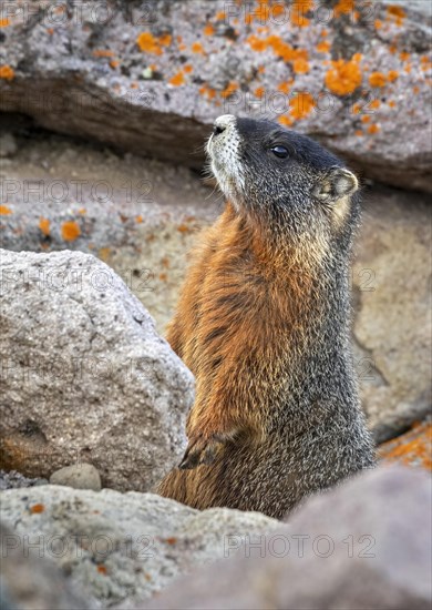 Yellow-bellied marmot (Marmota flaviventris) in rocky habitat