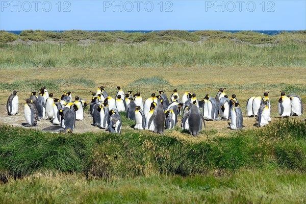 King penguins (Aptenodytes patagonicus)