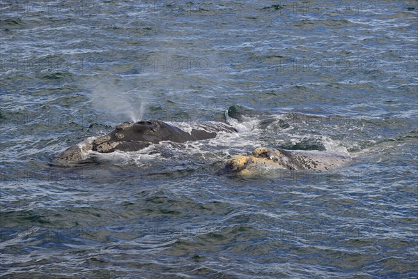 Blowing Southern right whale (Eubalaena australis)