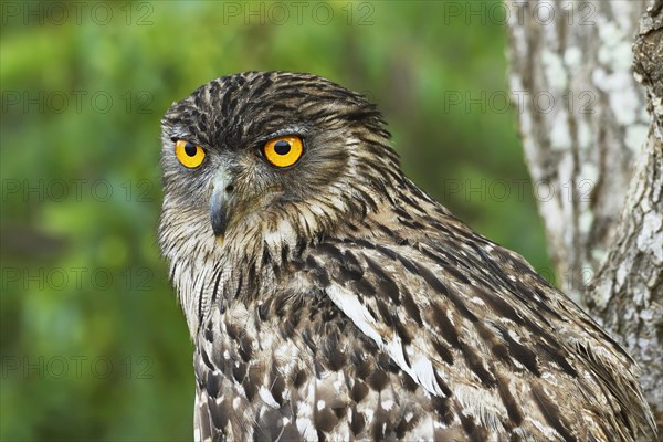 Brown Fish Owl (Bubo zeylonensis)