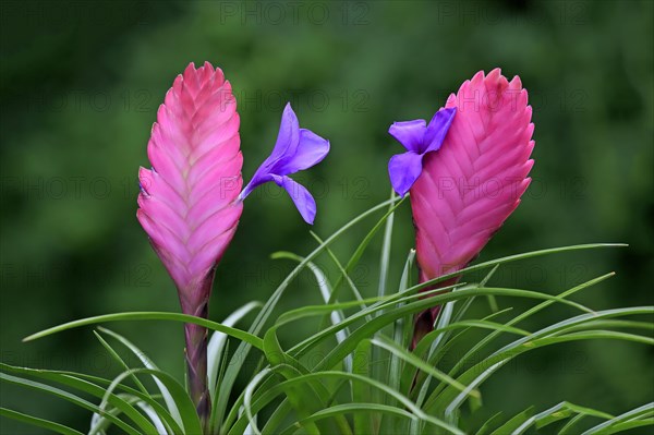 Blue tillandsia (tillandsia cyanea)