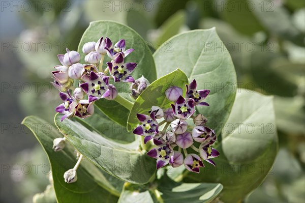 Osher (Calotropis procera)