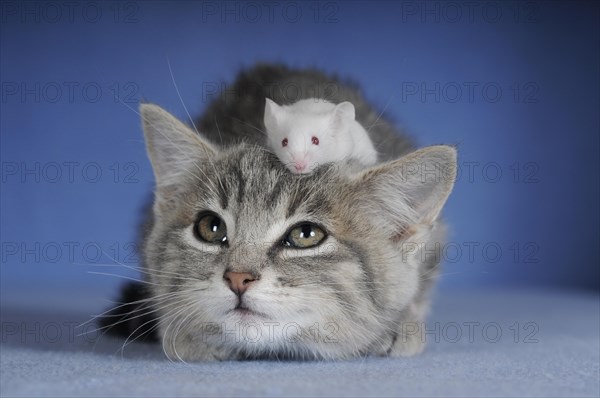 Kitten
