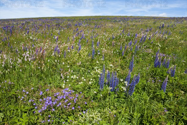Flowering meadow with Lupins (Lupinus) and Cranesbill (Geranium)
