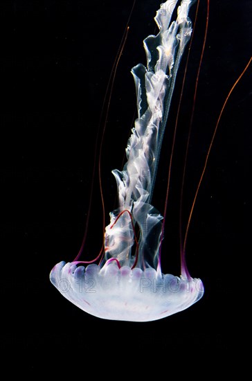 Illuminated purple-striped jellyfish (Chrysaora colorata)