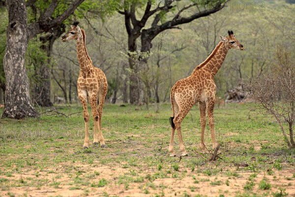 Southern giraffes (Giraffa camelopardalis giraffa)