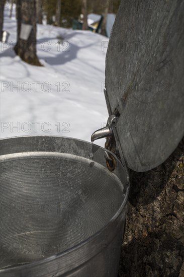 Maple forest with maple sap buckets on trees