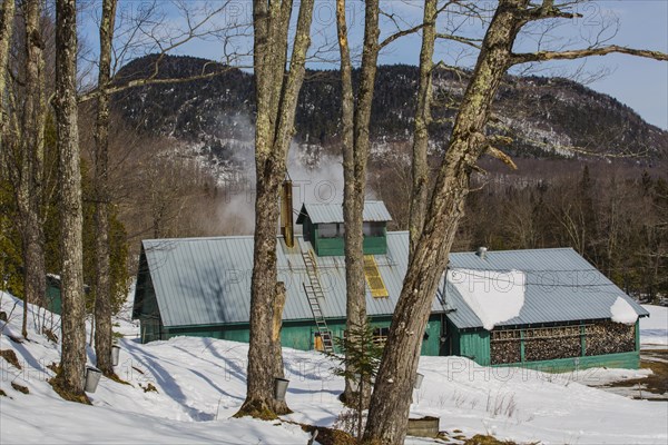 Sugarhouse in spring with buckets on Maple trees